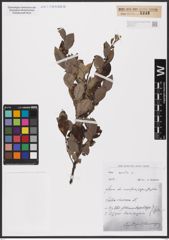 Foto von Salix aurita L.
